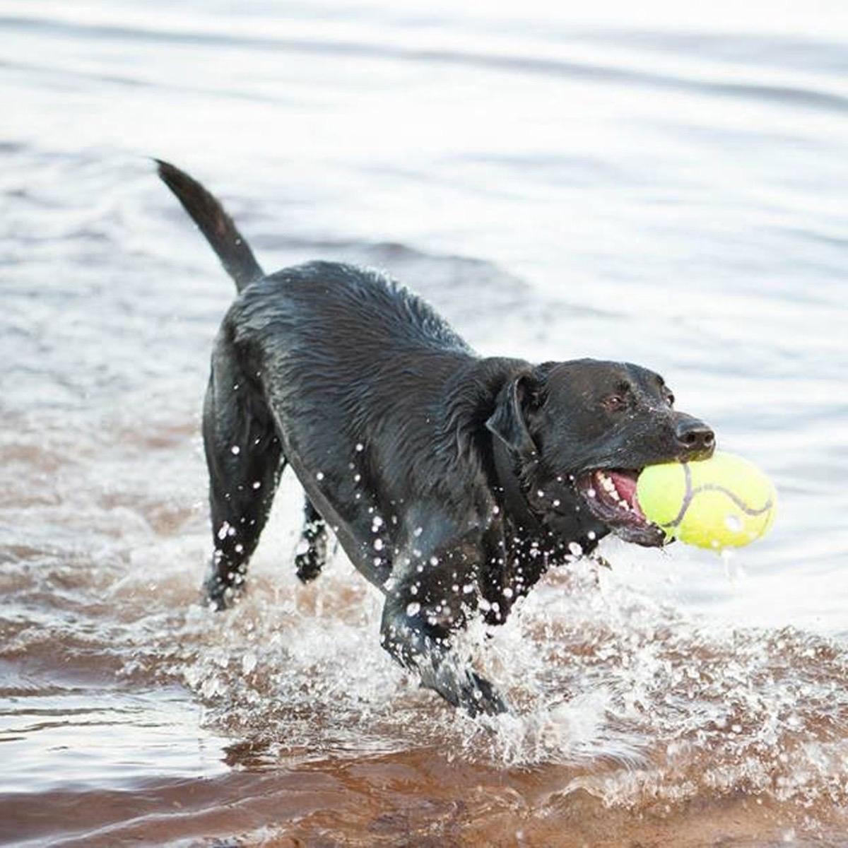 KONG Airdog Range