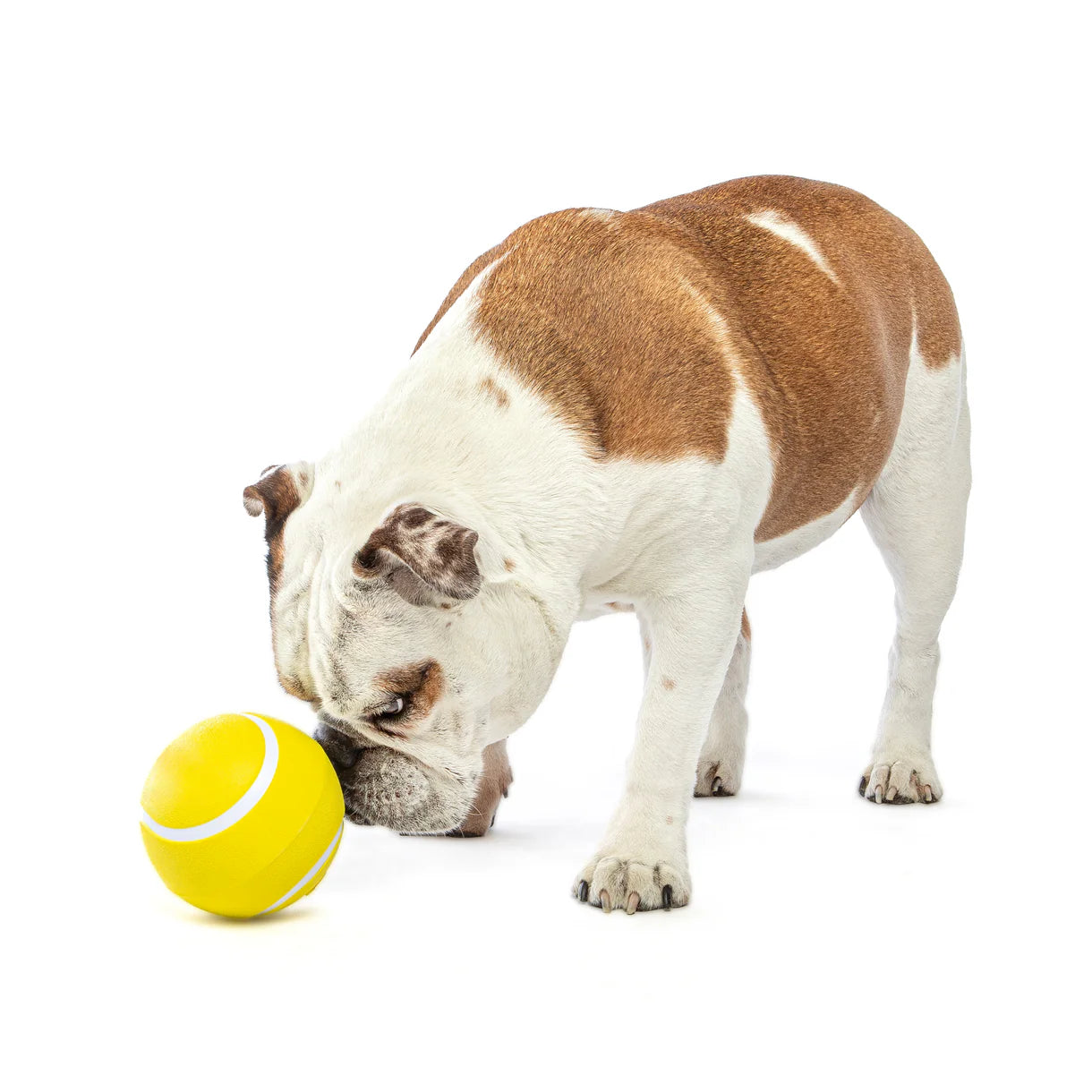 Guru Dog toys