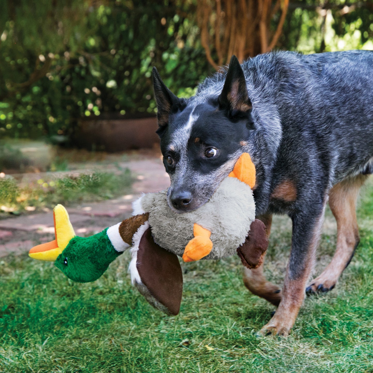 KONG Shakers Honker Dog Toy