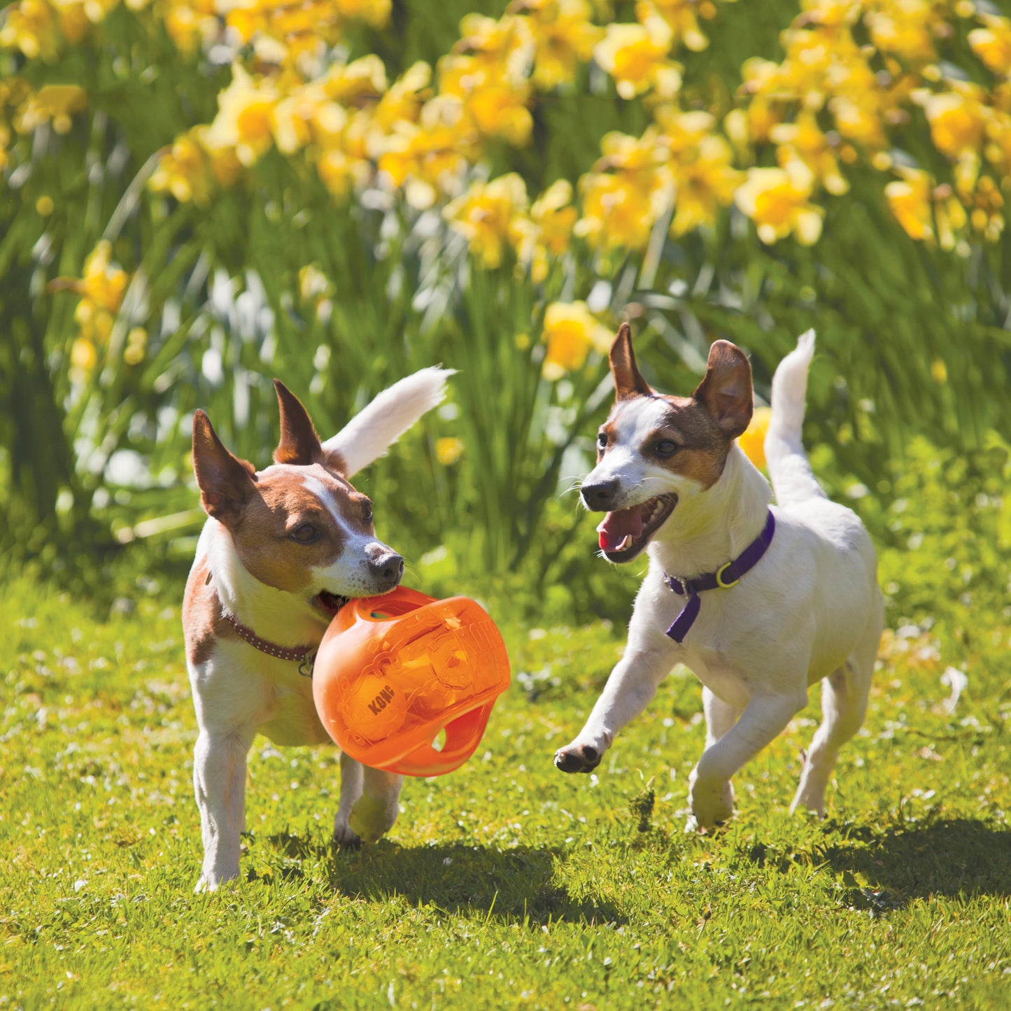 KONG Jumbler Tug Toy for Dogs - Large
