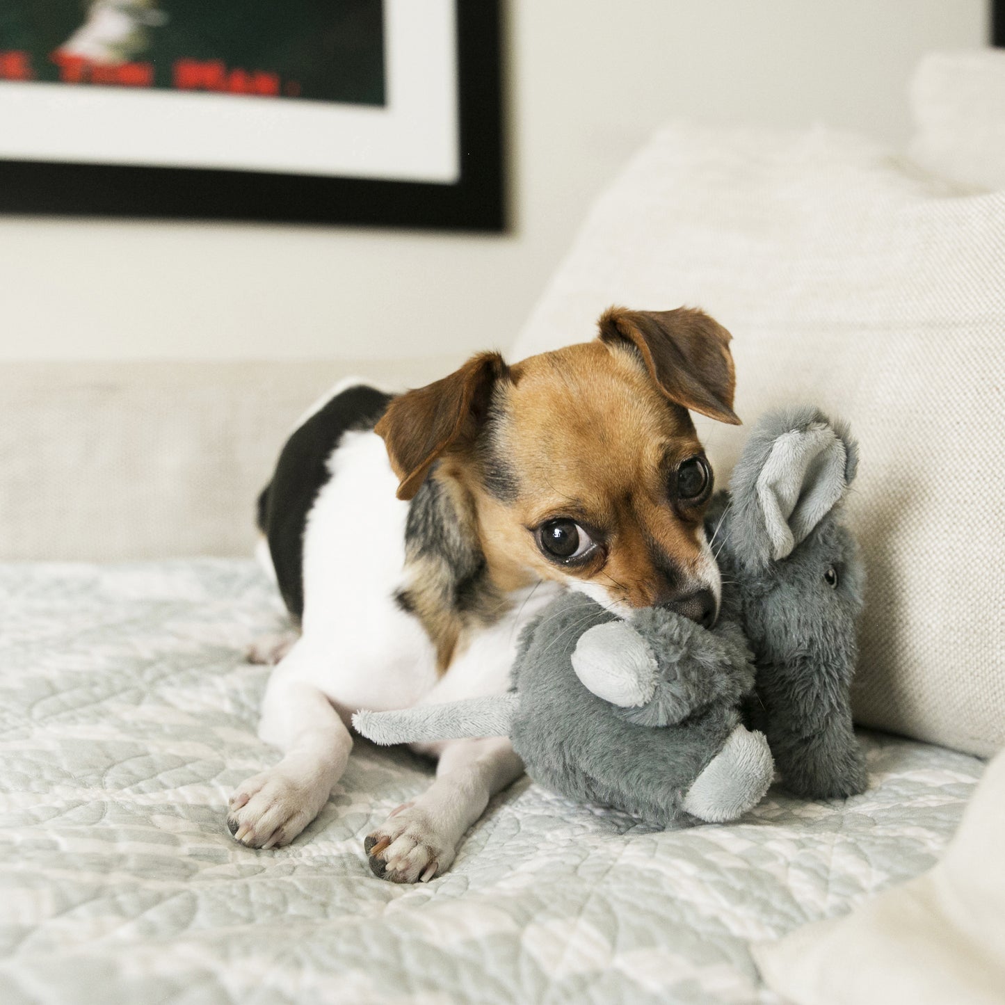 KONG Comfort Kiddos Dog Toy - Removable Squeaker for Quiet Playtime
