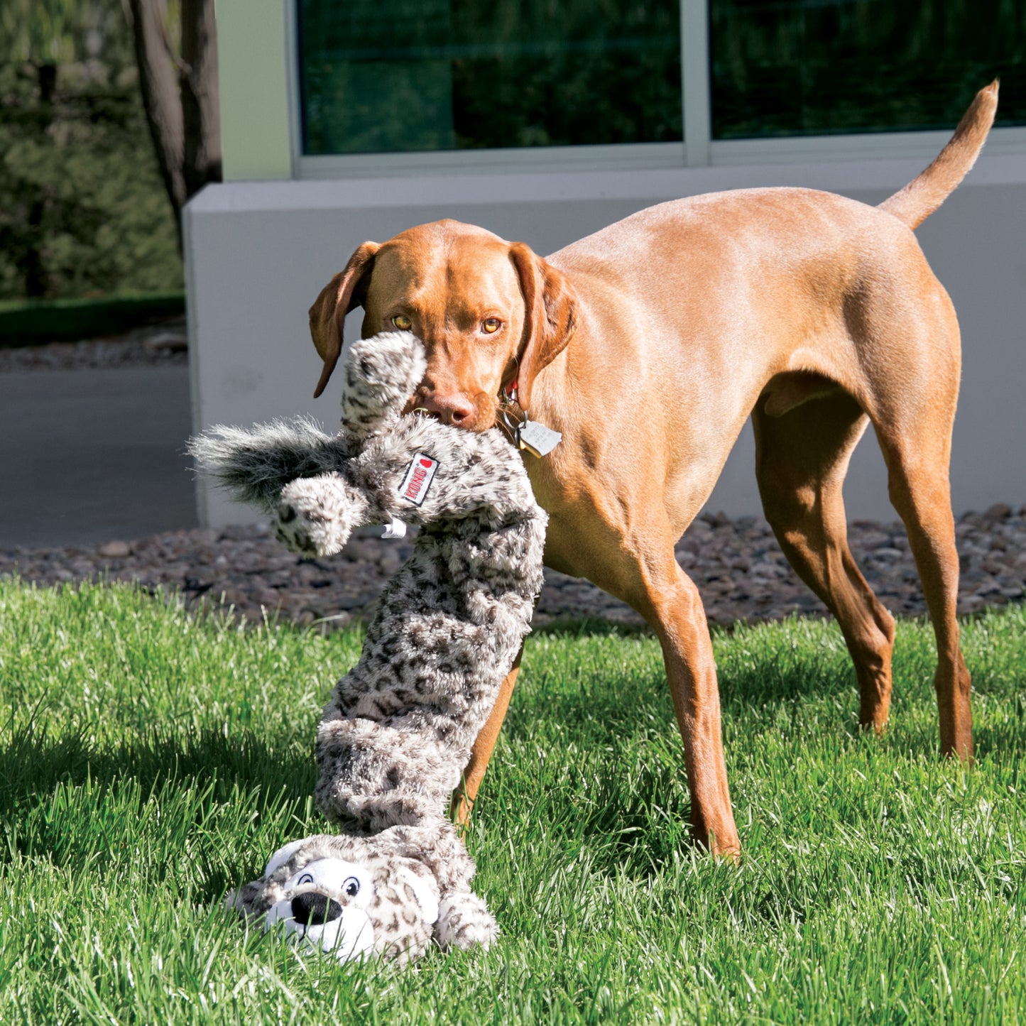 KONG Jumbo Stretchezz Leopard & Tiger Dog Toy