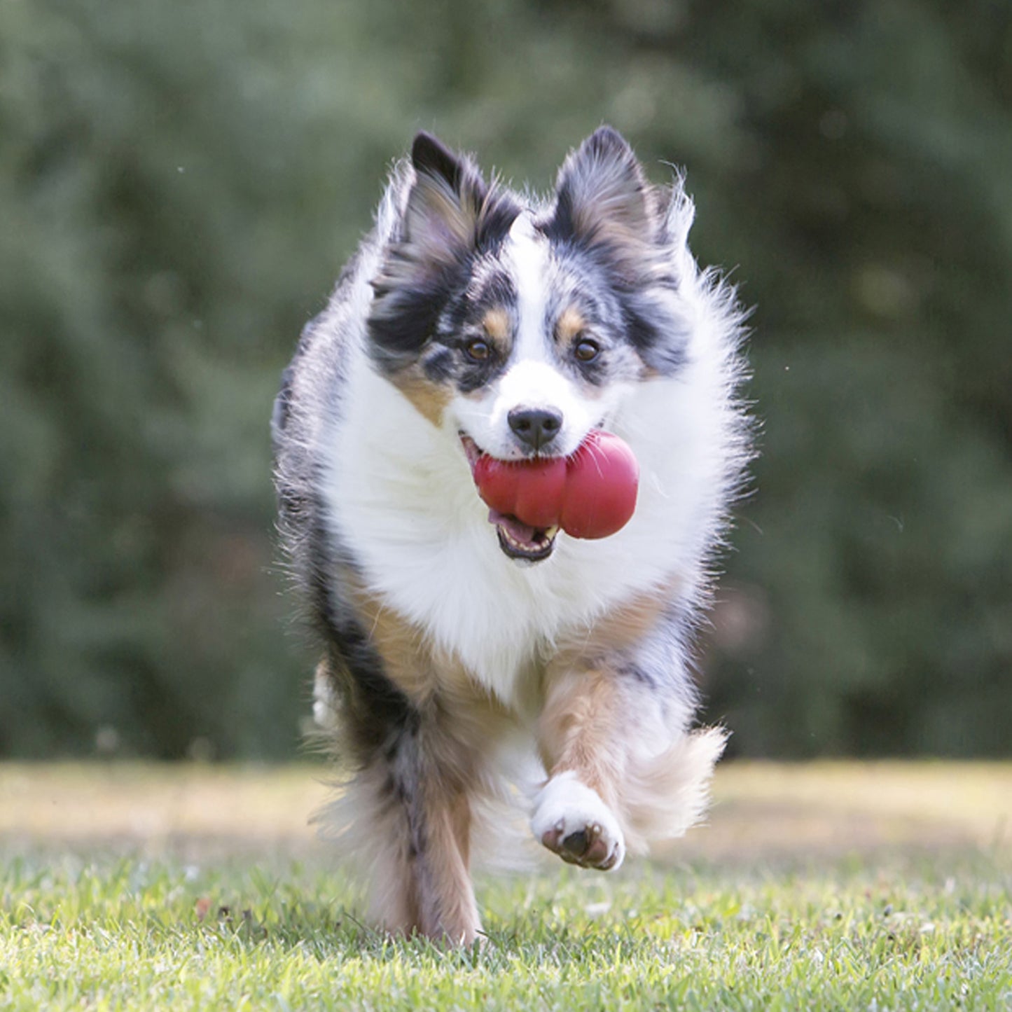 KONG Treat Dispenser Chew Toy