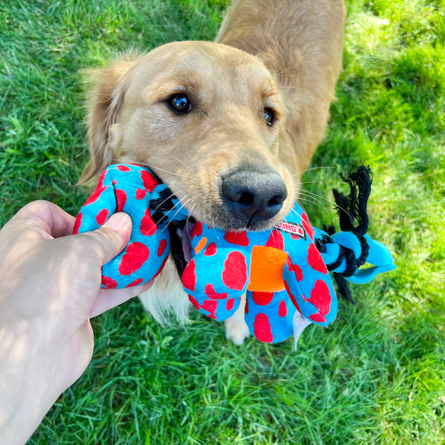 KONG Signature Dynos Dog Toy