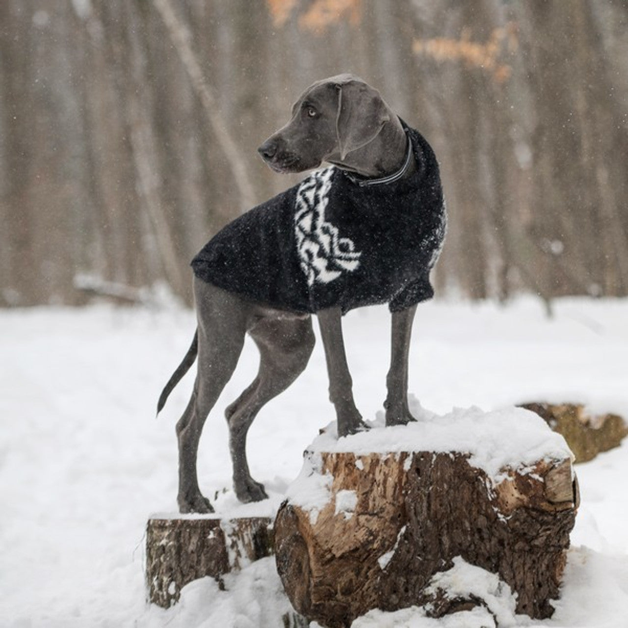 Pet Sweaters & Raincoats For Dogs