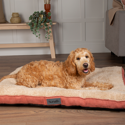 Scruffs Premium Luxury Bedding Collection - Plush Comfort Ultra Soft Cushioned Beds for Dogs & Cats Machine Washable
