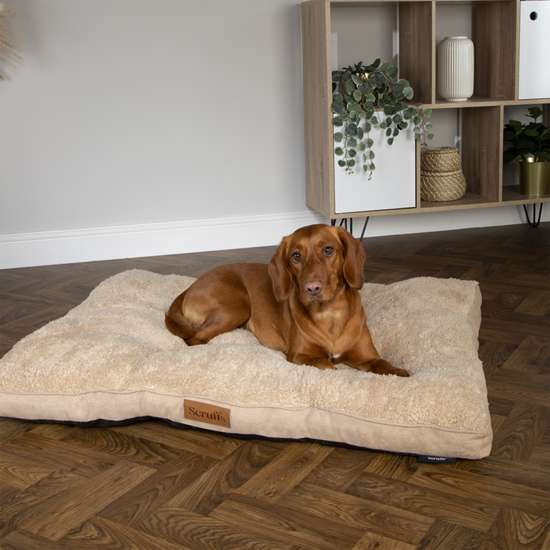 Scruffs Premium Luxury Bedding Collection - Plush Comfort Ultra Soft Cushioned Beds for Dogs & Cats Machine Washable