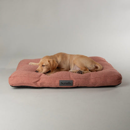 Scruffs Premium Luxury Bedding Collection - Plush Comfort Ultra Soft Cushioned Beds for Dogs & Cats Machine Washable