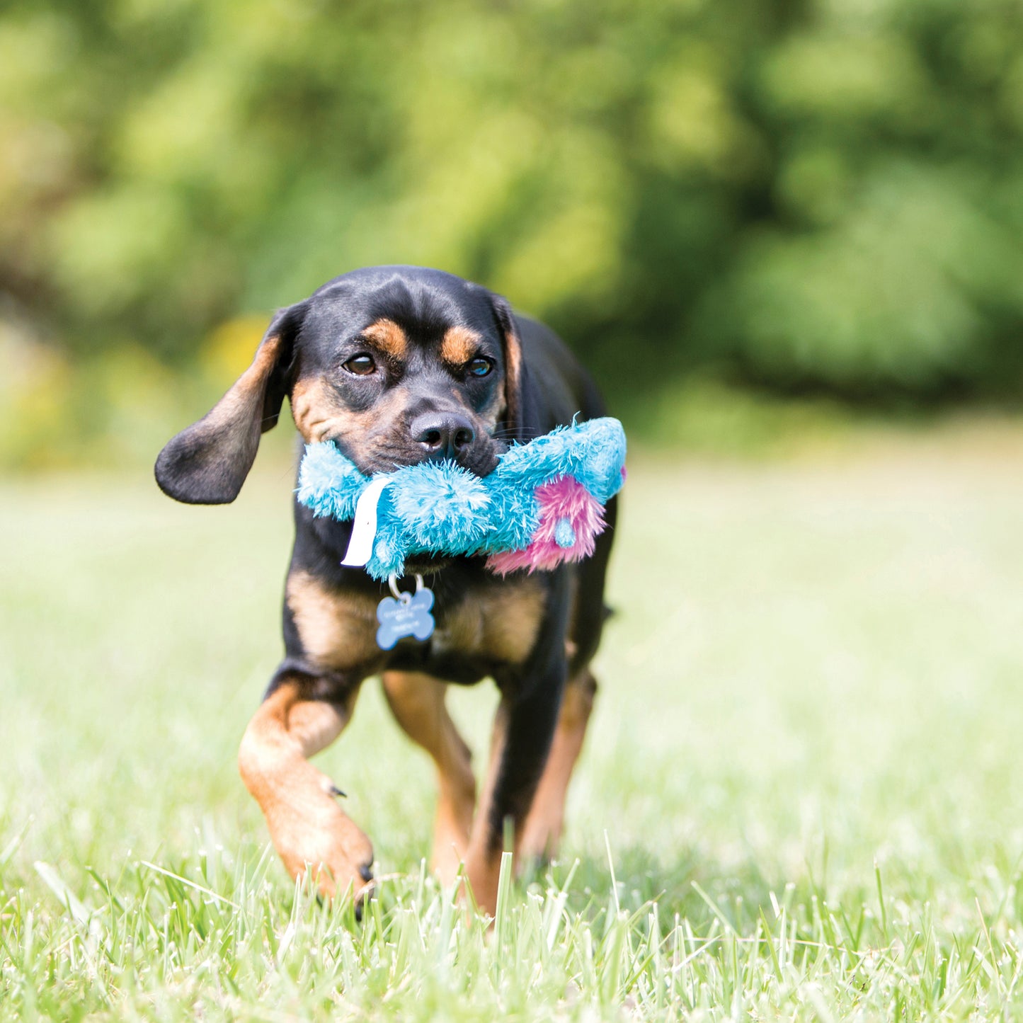 KONG Cozie Brights Collection Dog Toys - Perfect for Your Pet's Playtime