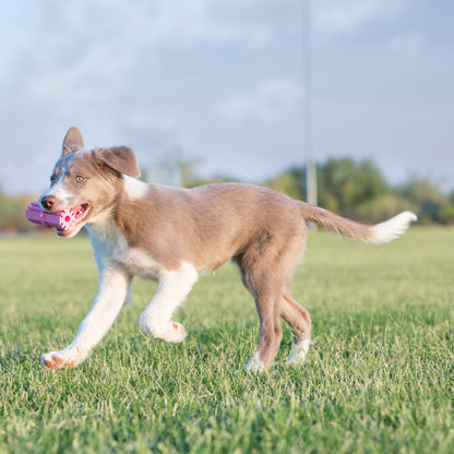 KONG Puppy Toys – The Perfect Start for Playful Pups
