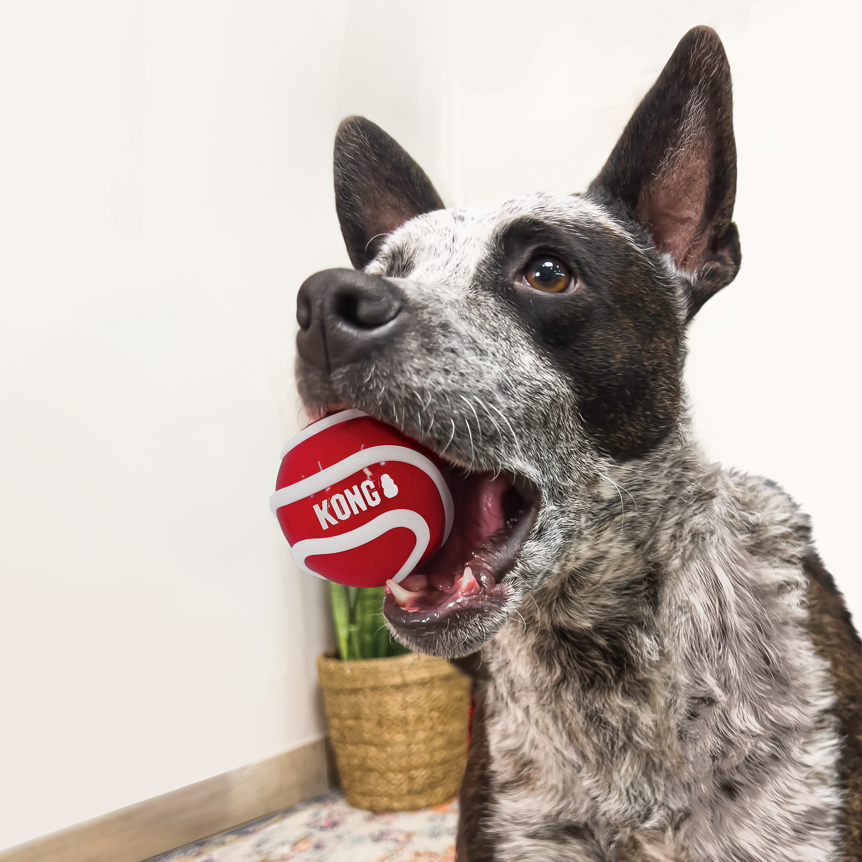 KONG Ball Range-zoom-2